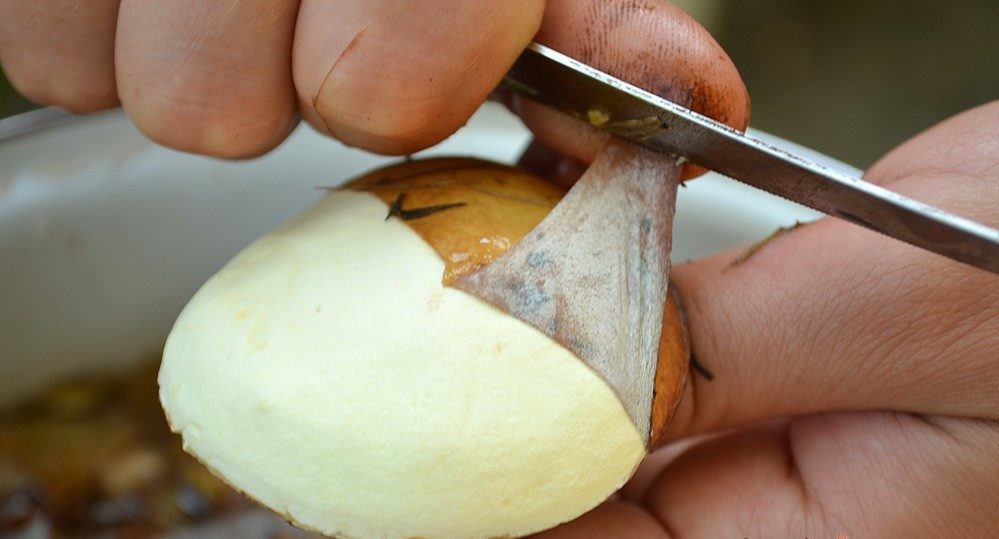 чистить грибы маслята